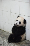 揣手小熊猫称网红 表情包萌到爆