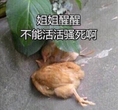 “鸡笼警告”是什么梗 “鸡笼警告”是什么意思