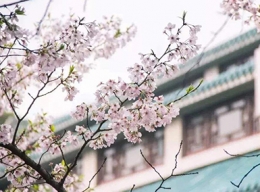 2019年武大樱花时间及预约方式