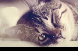 2019最受欢迎的猫咪题材手游原创推荐