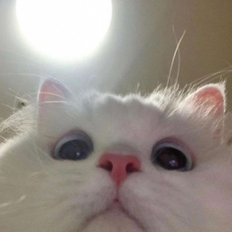 猫咪自拍头像搞笑逗比 最新沙雕小猫咪头像2020