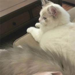 超萌超可爱的萌宠头像图片头像 萌化人的萌猫萌狗图片大全