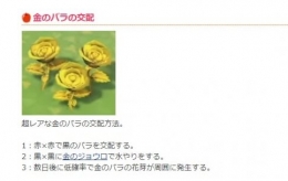《集合啦!动物森友会》金玫瑰种植方法攻略