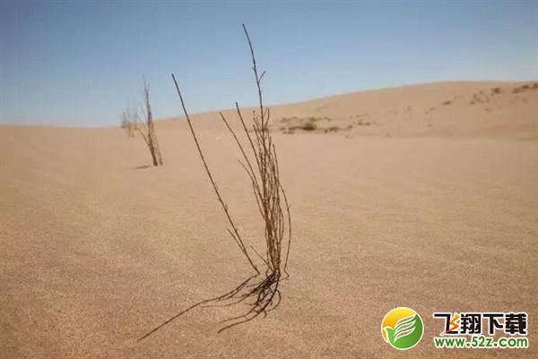 支付宝：蚂蚁森林想气死我们继承大家的花呗