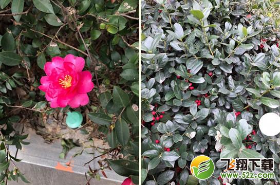 拍照识花软件哪个好_拍照识花app怎么使用