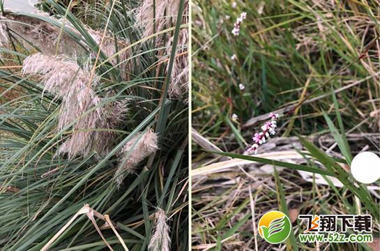 拍照识花软件哪个好_拍照识花app怎么使用