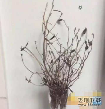 杜鹃花为什么会刷爆朋友圈 无根枯枝真能开花吗