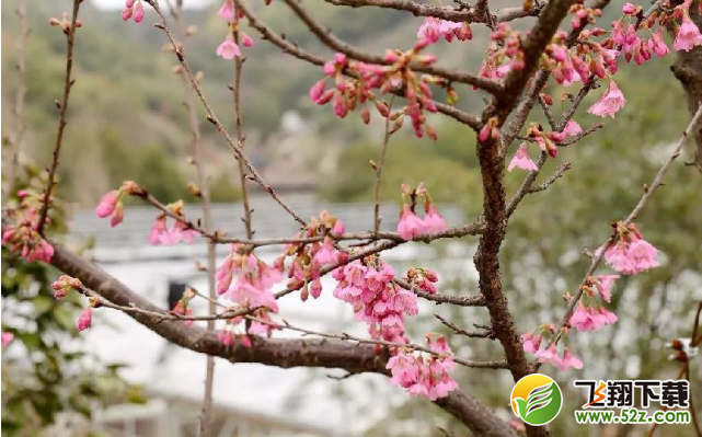 2018宁波樱花节什么时候开幕 2018宁波樱花节门票多少钱