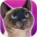 猫咪酒店 V1.0 安卓版