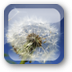 水中蒲公英动态壁纸 V1.6.1 安卓版