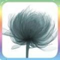 花儿爱消除 V1.0 免费版
