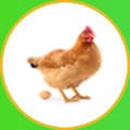 生态养殖 V1.0 安卓版
