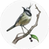 画个故事 V1.0.2 安卓版