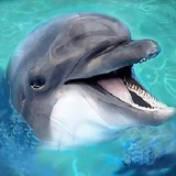 海洋动物模拟器 V1.2 安卓版
