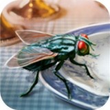 模拟苍蝇生存 V1.0.0 安卓版
