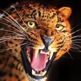 会说话的猎豹 V1.0.4 安卓版