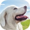 塔特拉牧羊犬模拟 安卓版