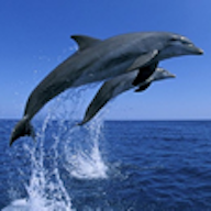 海洋生物大全 手机版