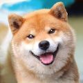 秋田犬模拟器 最新版