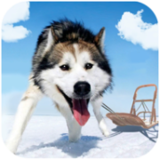 阿拉斯加雪橇模拟器 免费版