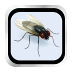 苍蝇飞在屏幕上 V1.2.0 安卓版
